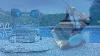 Dolphin Premier Robotic Pool Cleaner With Powerful Dual Scrubbing Brushes