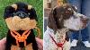 Webbing Belt Straps Rope Dog Pet Collar Leash Harness Garment Sewing DIY Purse